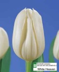 [White Heaven (closeup).jpg]
